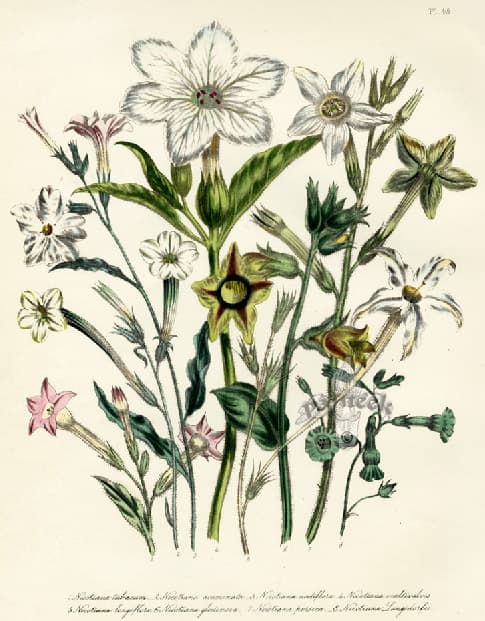 Nicotiana tabacum, Tubakas